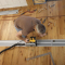 DeWalt DWS520K DeWalt DWS520K